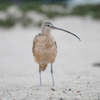 Long-billed Curlew